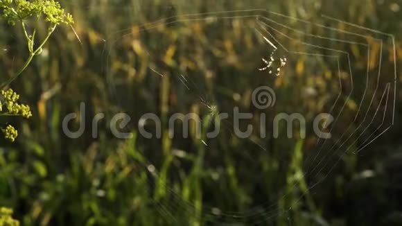 早上蜘蛛织了一张蜘蛛网视频的预览图