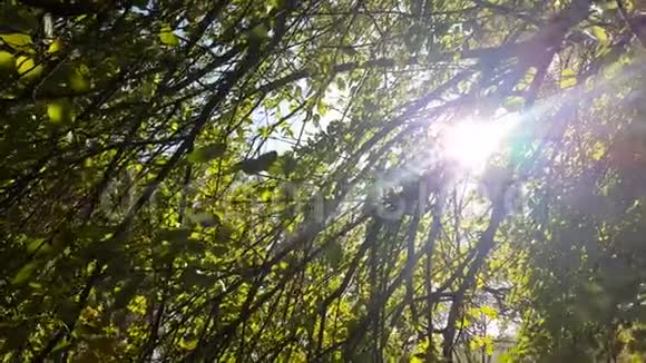 阳光森林自然树美丽的世界创造上帝视频的预览图