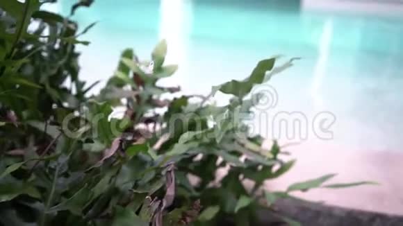 白色的蝴蝶飞过绿色的灌木丛飞过一朵绿色的花靠近一个有蓝色水的游泳池视频的预览图