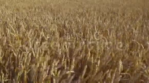 近景部分麦田夏季背景农业概念视频的预览图