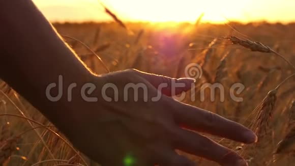 女人的手动了动从夕阳中摸着麦子女孩在麦田里慢动作的手特写视频的预览图