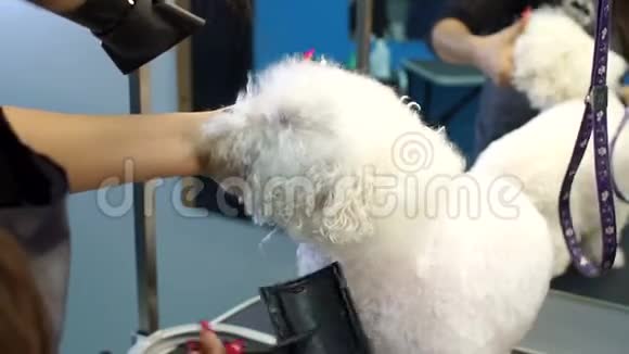 女兽医在兽医诊所里把狗的湿毛擦干视频的预览图