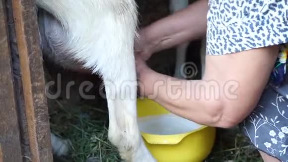 在谷仓里挤奶的山羊成熟的女人把牛奶收集到黄色的碗里山羊在家庭的小农场里健康和健康视频的预览图