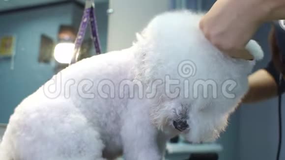 女兽医在兽医诊所里把狗的湿毛擦干视频的预览图