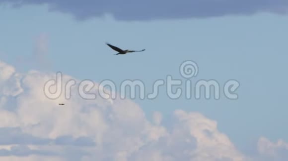 鹰与其他鹰在空中射击视频的预览图