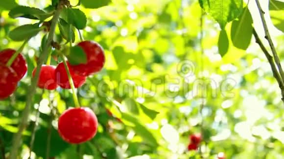 美丽的红色樱桃浆果和绿叶风吹得叮当作响森林里阳光明媚的一天视频的预览图