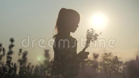 一个漂亮姑娘的剪影嗅着田野上的一束鲜花视频的预览图