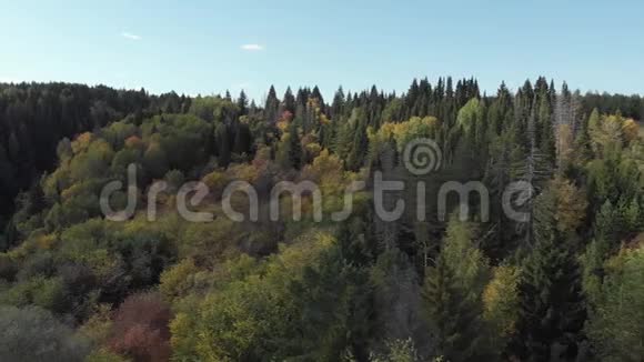 秋天的森林有一条河从上面看彩色红色黄色绿色树木和陡峭河岸的四架直升机空中摄影视频的预览图