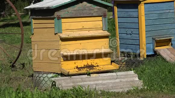 养蜂日记五颜六色的蜜蜂在乡村花园里蜂巢放大4K视频的预览图