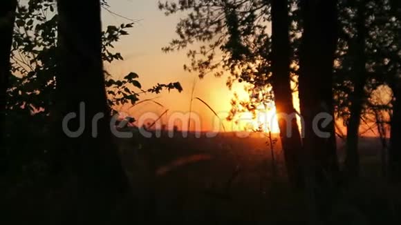 森林上的红金夕阳视频的预览图