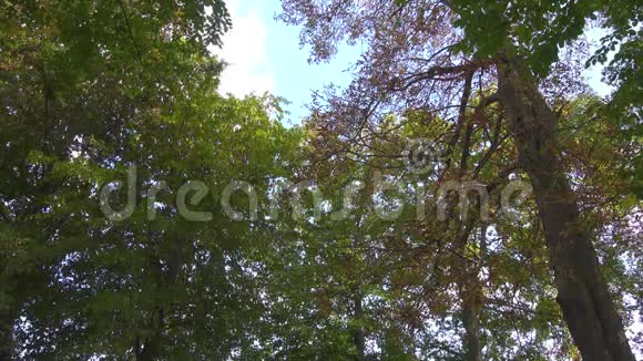 公共公园初秋叶树冠视频的预览图
