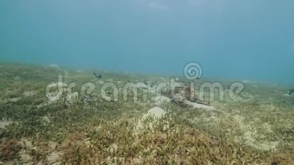 鱼在海底水下游泳潜水器漂浮在水下视频的预览图