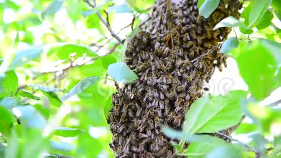 蜂群在李子树上视频的预览图