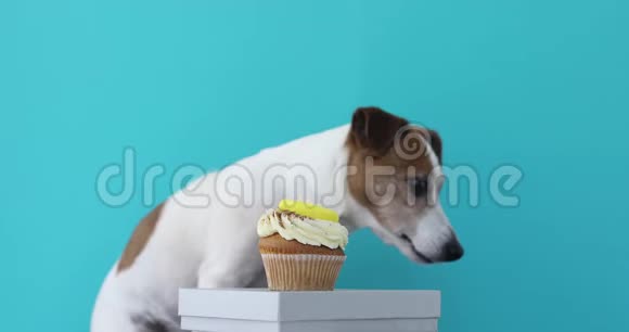 狗想在盒子里吃蛋糕视频的预览图