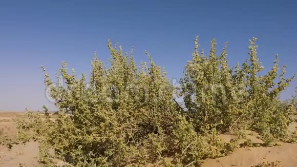 蓝色天空背景下撒哈拉沙漠沙丘上生长的荆棘灌木视频的预览图