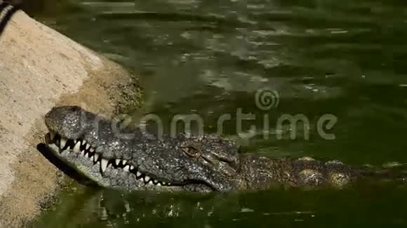 河里的大鳄鱼视频的预览图