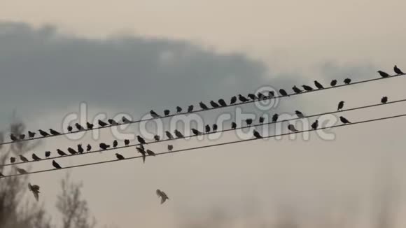黄昏时分一群飞鸟留下了电力电缆视频的预览图
