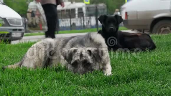 在草地上失去的狗视频的预览图