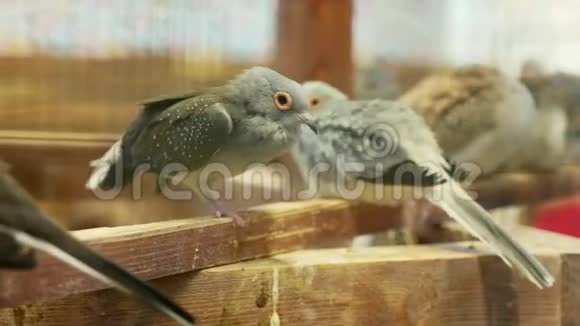 小灰斑鸠坐在笼子里视频的预览图