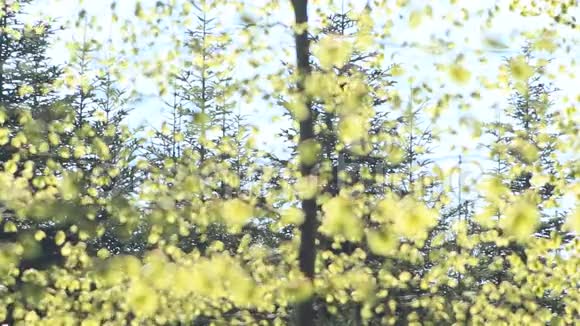 硬木林的绿色明亮的叶子视频的预览图