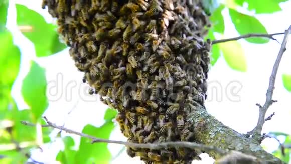 蜂群在李子树上视频的预览图