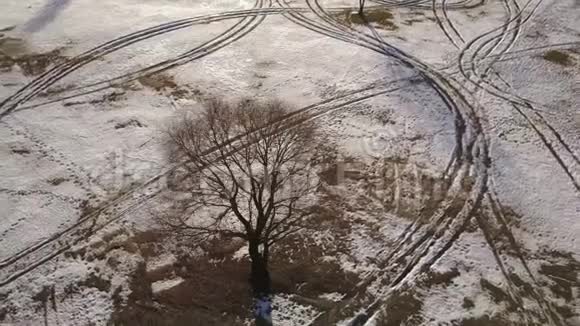 冬季公园一棵雪树的景色视频的预览图