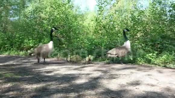 加拿大鹅家庭散步视频的预览图