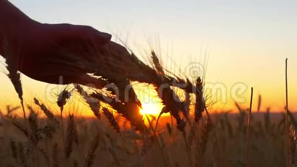 那个女人手摸麦子一个女人和小麦的手在夕阳下缓慢地弹出特写镜头视频的预览图
