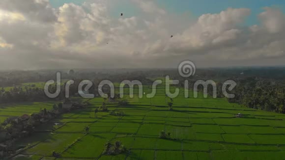 一只大型传统巴厘岛风筝飞过一片美丽的绿色稻田视频的预览图