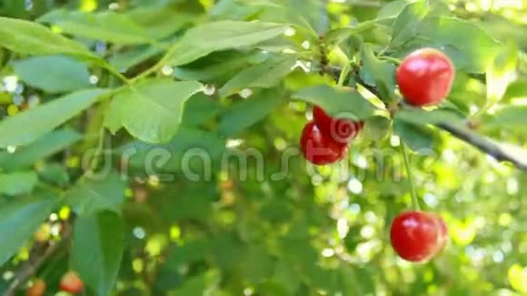 美丽的红色樱桃浆果和绿叶风吹得叮当作响森林里阳光明媚的一天视频的预览图