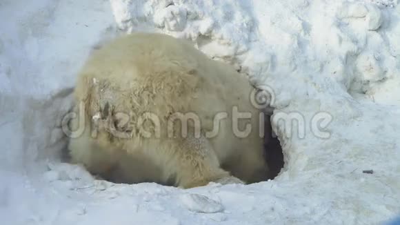 白熊挖了一个巢穴视频的预览图