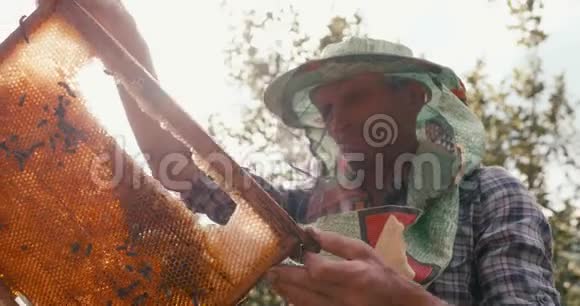 农业概念戴着帽子面纱的老养蜂人的画像在木头上检查和握住蜂巢视频的预览图