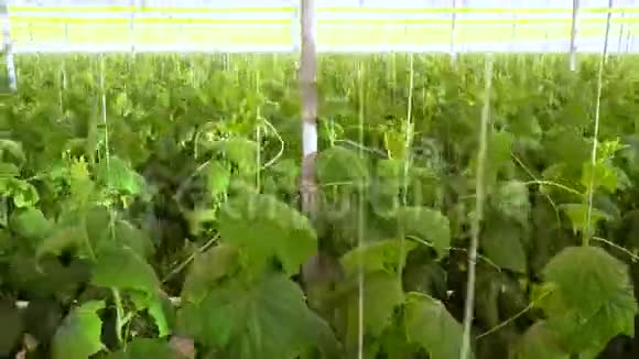 带黄瓜的温室景观快速运动视频的预览图