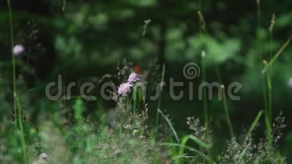 一朵粉红色的花在一些高大的草地上视频的预览图