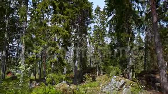 蓝天背景上绿松树的森林岩石山的壮丽景色视频的预览图