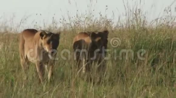 穿过草地的狮子视频的预览图