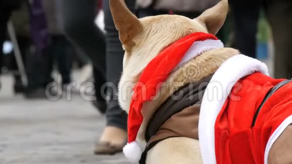 无家可归的乞丐的大白狗躺在一个滑稽的圣诞老人服装里人们经过视频的预览图