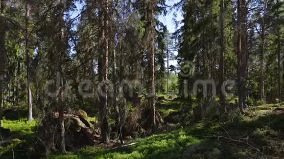 蓝天背景上绿松树的森林岩石山的壮丽景色视频的预览图