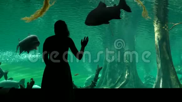 在海洋馆看大坦巴基鱼视频的预览图