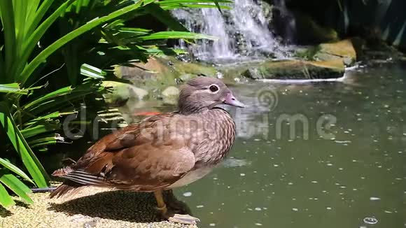 野鸭在池塘里游泳马拉德野鸭视频的预览图