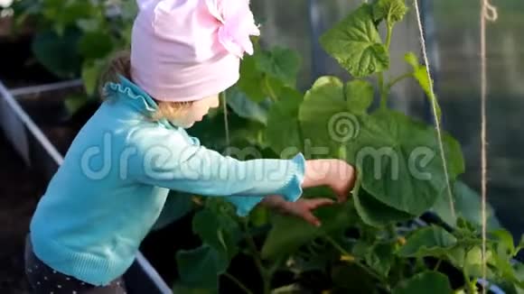小女孩在温室里展示黄瓜蔬菜种植者的第一种作物视频的预览图