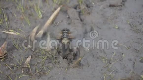 近景蜻蜓昆虫在野生动物自然慢动作飞行视频的预览图