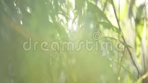 阳光透过柳树的叶子穿过夏天视频的预览图