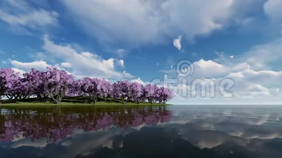 岸边大树上的樱花视频的预览图