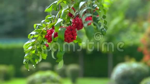 鲜红色的秋天浆果簇视频的预览图