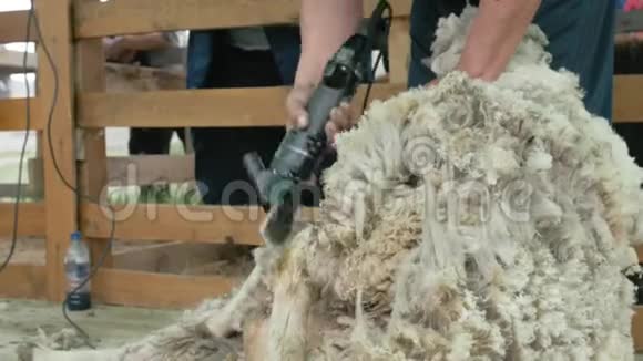 男子剪羊毛者在农业展览会上竞争电动专业绵羊手动剪发羊视频的预览图