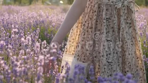 小女孩走在花紫田野里抚摸着薰衣草的花朵视频的预览图