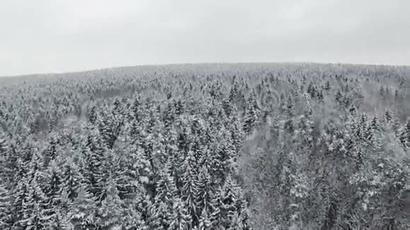4K在北方降雪的冬季森林上空飞行和起飞空中全景视频的预览图