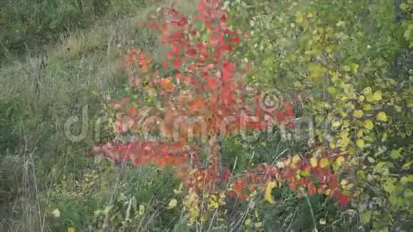 美丽的黄秋树的多利照片视频的预览图