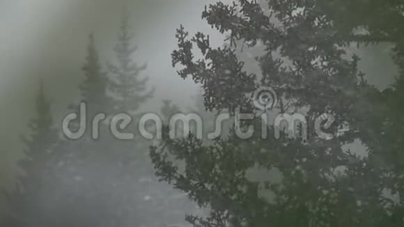 朦胧的森林暴风雪视频的预览图